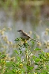Prinia lepida
