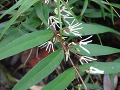 Pentasachme caudatum