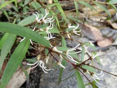 Pentasachme caudatum