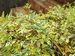 Abelia × grandiflora
