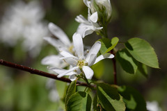 Amelanchier cusickii