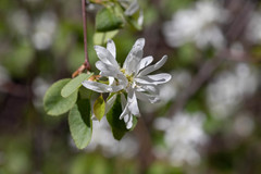 Amelanchier cusickii
