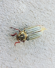 Polyphylla decemlineata