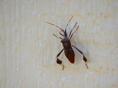 Leptoglossus oppositus