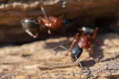 Camponotus vicinus