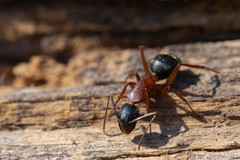 Camponotus vicinus