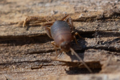 Myrmecophilus manni