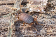 Myrmecophilus manni