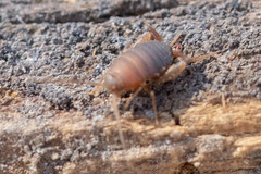 Myrmecophilus manni