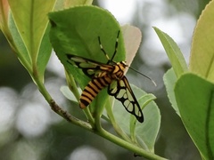 Amata grotei