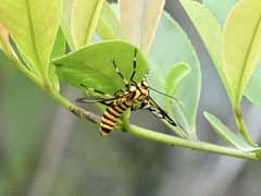 Amata grotei