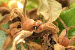 Coccinella septempunctata