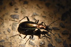 Carabus splendens