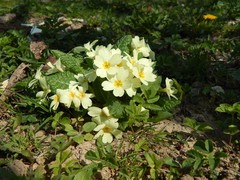 Primula vulgaris