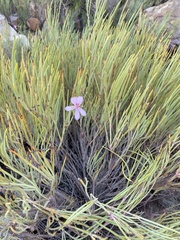 Pelargonium laevigatum oxyphyllum