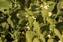 Lamium album