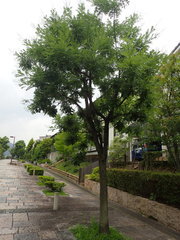 Styphnolobium japonicum