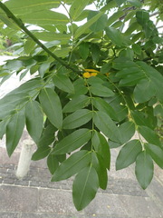 Styphnolobium japonicum