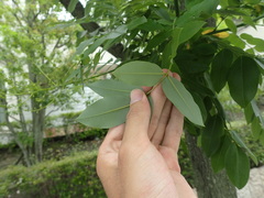 Styphnolobium japonicum