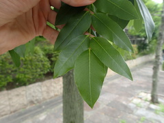 Styphnolobium japonicum