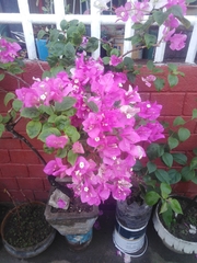 Bougainvillea