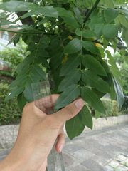 Styphnolobium japonicum