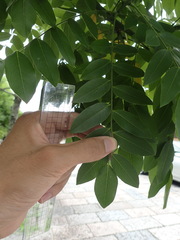 Styphnolobium japonicum