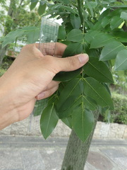 Styphnolobium japonicum