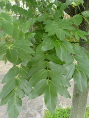 Styphnolobium japonicum