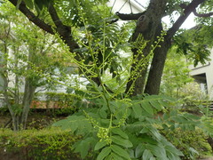 Styphnolobium japonicum