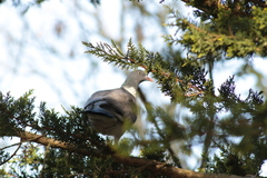 Columba palumbus