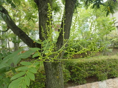 Styphnolobium japonicum