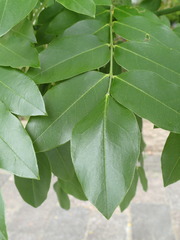 Styphnolobium japonicum