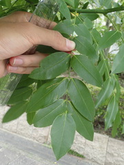 Styphnolobium japonicum