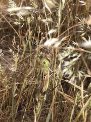 Chorthippus apicalis