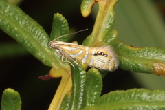 Glyphipterix triselena