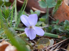 Viola odorata