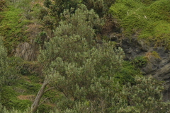 Cyanoramphus forbesi