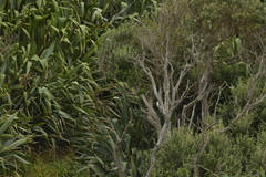 Cyanoramphus forbesi