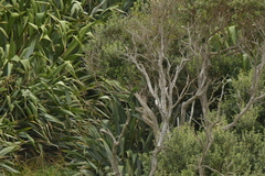 Cyanoramphus forbesi