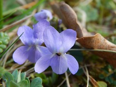Viola odorata