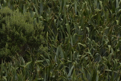 Cyanoramphus forbesi