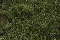 Cyanoramphus forbesi