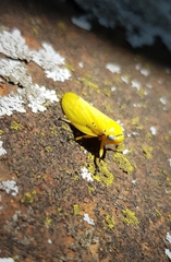 Ptyelus flavescens
