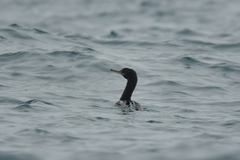 Phalacrocorax featherstoni