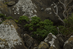 Veronica dieffenbachii