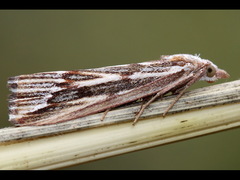 Rhynchopsota delogramma