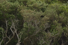 Olearia traversiorum