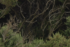 Rhipidura fuliginosa penita