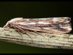 Rhynchopsota delogramma